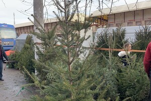 За день до Нового года: почем елки и украшения на Новом рынке фото 12