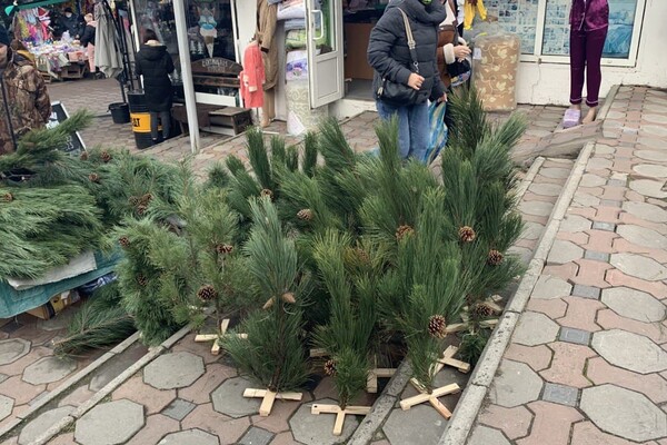 За день до Нового года: почем елки и украшения на Новом рынке фото 18