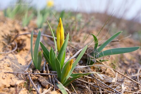 Тепло, как весной: на побережье Куяльника распустились цветы фото