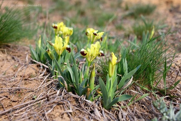 Тепло, как весной: на побережье Куяльника распустились цветы фото 7