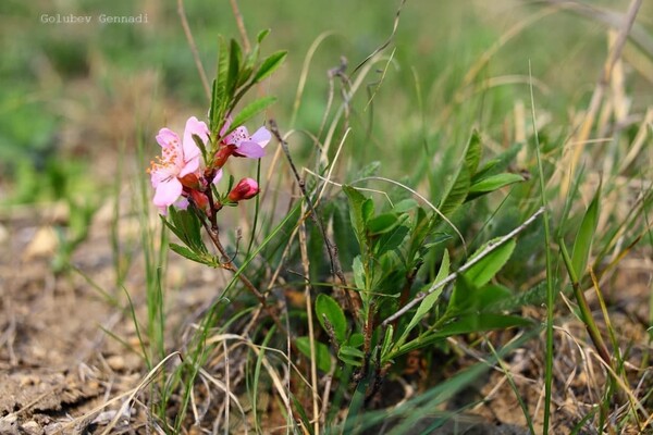 Тепло, как весной: на побережье Куяльника распустились цветы фото 8