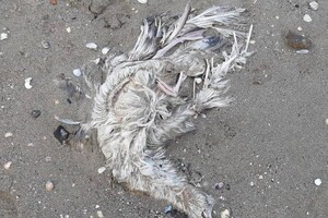 Еще одни жертвы фейерверков: на одесском причале нашли мертвых птиц фото