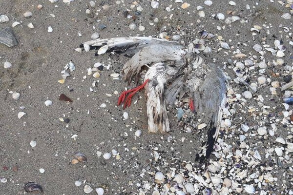 Еще одни жертвы фейерверков: на одесском причале нашли мертвых птиц фото 1