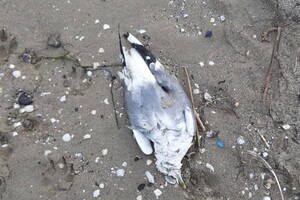 Еще одни жертвы фейерверков: на одесском причале нашли мертвых птиц фото 3