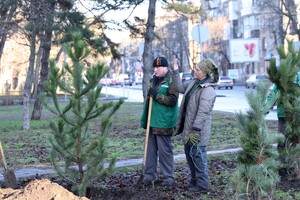 Подарок к Рождеству: на проспекте Гагарина высадили десятки сосен  фото