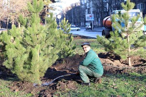 Подарок к Рождеству: на проспекте Гагарина высадили десятки сосен  фото 4