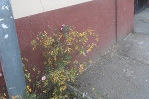 Не по-зимнему теплый январь: в Одессе распустились весенние растения фото