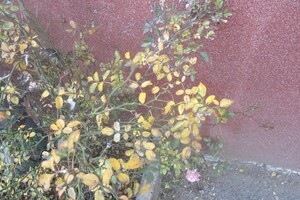 Не по-зимнему теплый январь: в Одессе распустились весенние растения фото 1