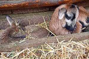 Первые в этом году: в Одесском зоопарке родились детеныши фото