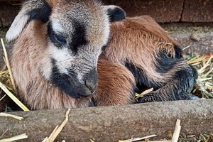 Первые в этом году: в Одесском зоопарке родились детеныши фото 1