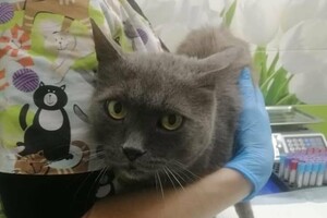 В Одессе заметили подозрительного мужчину: он похищает котов фото 1