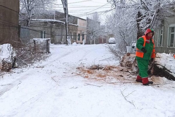 В Одессе упали более 50-ти деревьев: есть пострадавший (обновлено) фото 2
