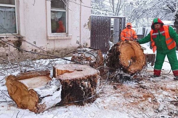 В Одессе упали более 50-ти деревьев: есть пострадавший (обновлено) фото 3