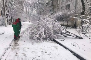 В Одессе упали более 50-ти деревьев: есть пострадавший (обновлено) фото 8
