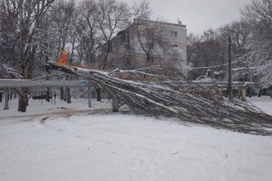 В Одессе упали более 50-ти деревьев: есть пострадавший (обновлено) фото 9