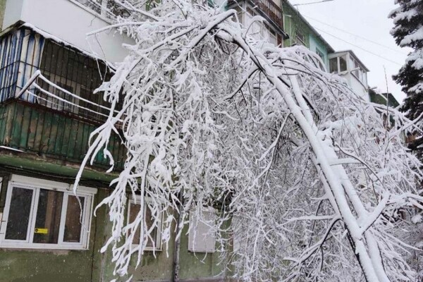 В Одессе упали более 50-ти деревьев: есть пострадавший (обновлено) фото 10