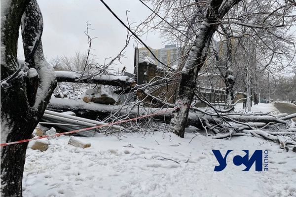 Последствия стихии: в Одессе упавшее дерево разрушило часть дома (обновлено) фото 3