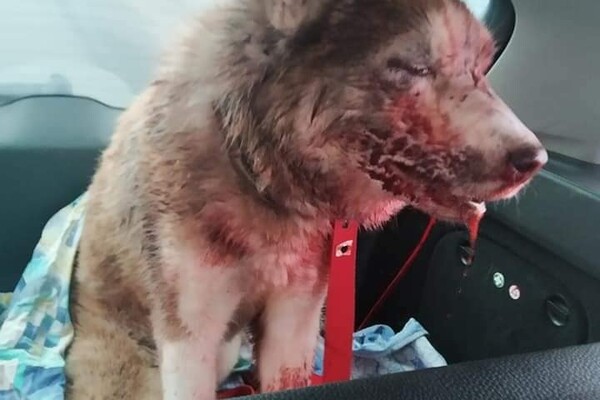 Подробности избиения хаски под Одессой: в каком состоянии находится собака (обновлено) фото 5
