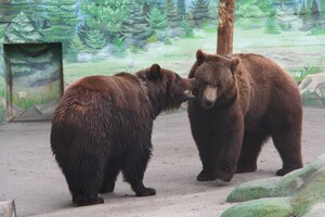 Голосование: в Одесском зоопарке выбирают самую красивую пару  фото 4