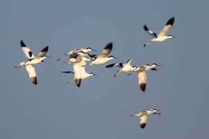 Весна пришла: в Одесскую область прилетели редкие птицы фото