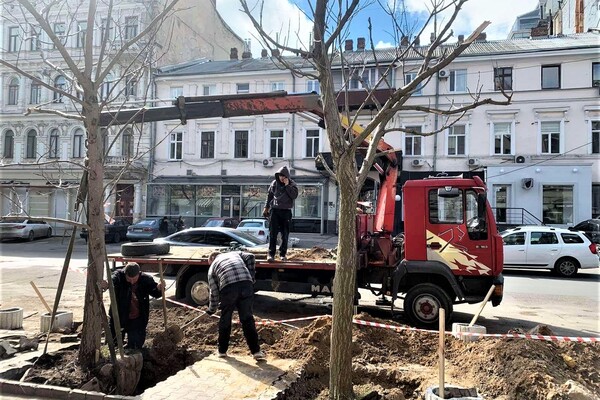 Инициатива предпринимателей: на Греческой высадили Адамовы деревья фото 4