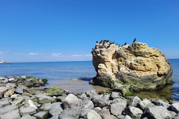 Полюбуйся: на побережье Одессы пенсионер создал пляж для птиц фото