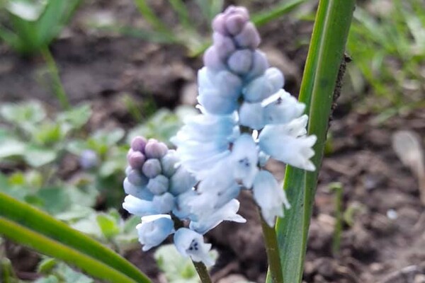 Полюбуйся: в Одесском ботаническом саду уже вовсю цветут весенние растения фото
