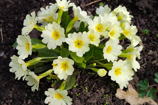 Полюбуйся: в Одесском ботаническом саду уже вовсю цветут весенние растения фото 6