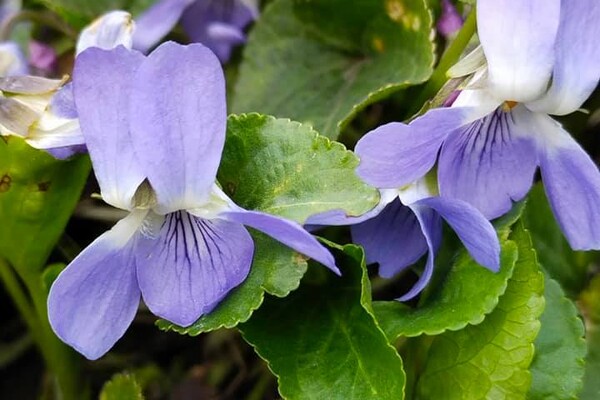 Полюбуйся: в Одесском ботаническом саду уже вовсю цветут весенние растения фото 10