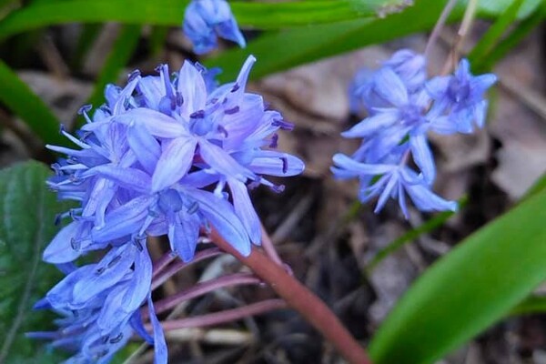 Полюбуйся: в Одесском ботаническом саду уже вовсю цветут весенние растения фото 11