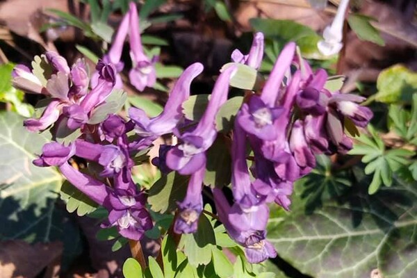 Полюбуйся: в Одесском ботаническом саду уже вовсю цветут весенние растения фото 14