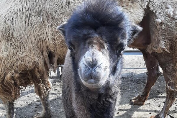 Полюбуйся: в Одесском зоопарке родился верблюжонок фото