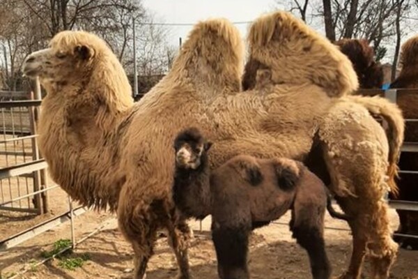 Полюбуйся: в Одесском зоопарке родился верблюжонок фото 1