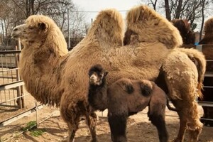Полюбуйся: в Одесском зоопарке родился верблюжонок фото 1