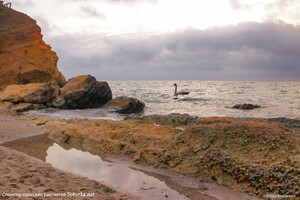 Ловит бычков и летает над побережьем: на одесском пляже поселился лебедь фото 1