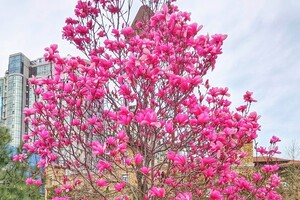 Весна в твоем Instagram: где в Одессе цветут магнолии фото
