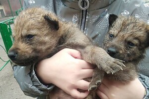 В Одесском зоопарке родились пять волчат: от них отказалась мама фото