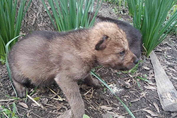 В Одесском зоопарке родились пять волчат: от них отказалась мама фото 1