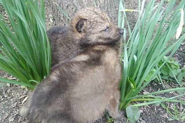 В Одесском зоопарке родились пять волчат: от них отказалась мама фото 3