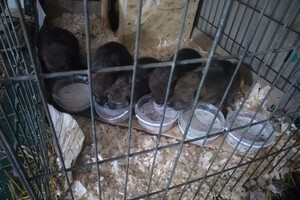 В Одесском зоопарке родились пять волчат: от них отказалась мама фото 4