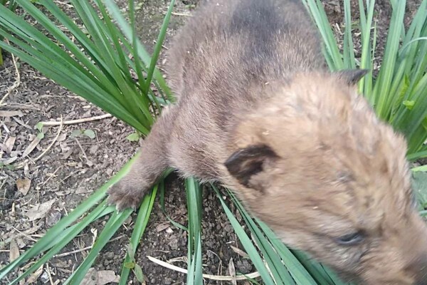 В Одесском зоопарке родились пять волчат: от них отказалась мама фото 5