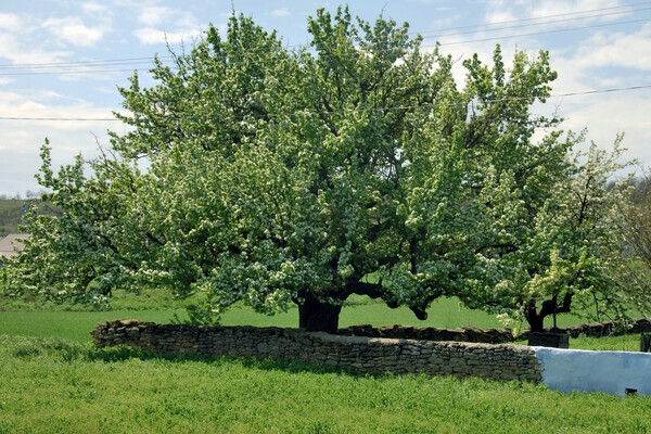 Самое старое дерево региона: в Одесской области расцвела 300-летняя груша фото