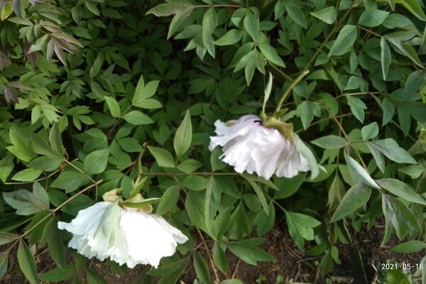 Обнаглели: в Одесском ботаническом саду вандалы вытоптали и поломали цветы фото