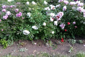 Обнаглели: в Одесском ботаническом саду вандалы вытоптали и поломали цветы фото 1