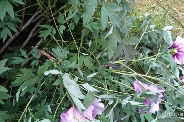 Обнаглели: в Одесском ботаническом саду вандалы вытоптали и поломали цветы фото 2