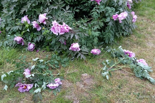 Обнаглели: в Одесском ботаническом саду вандалы вытоптали и поломали цветы фото 3