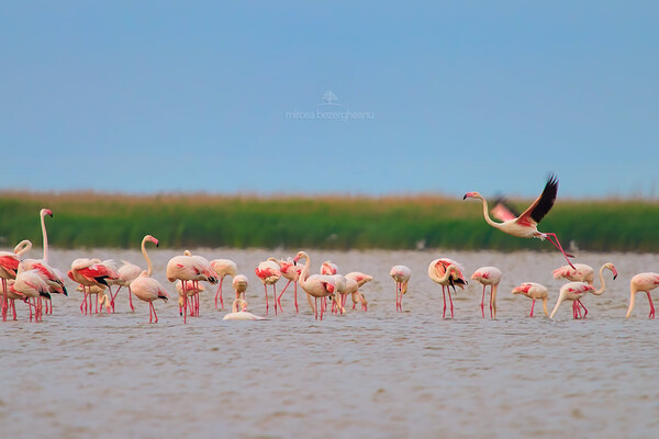 Невероятное зрелище: в Одесской области заметили больше сотни розовых фламинго  фото 5