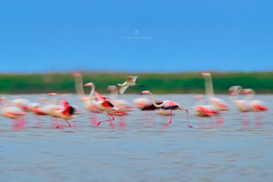 Невероятное зрелище: в Одесской области заметили больше сотни розовых фламинго  фото 9