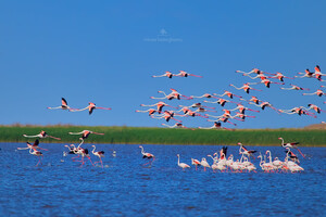 Невероятное зрелище: в Одесской области заметили больше сотни розовых фламинго  фото 10