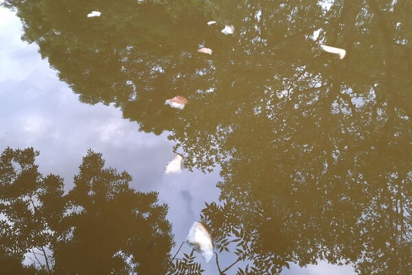 Стыдно: пруд в одесском парке Победы превратился в грязное болото фото 2